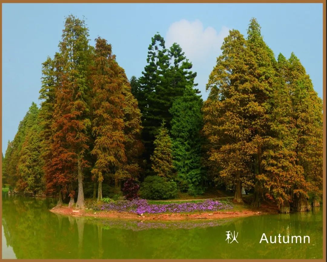 201810111539229439131294.jpg 201810111539229439131294.jpg