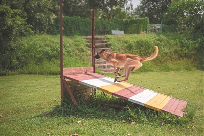 一只敏捷的馬犬在教官的指揮下越過障礙。