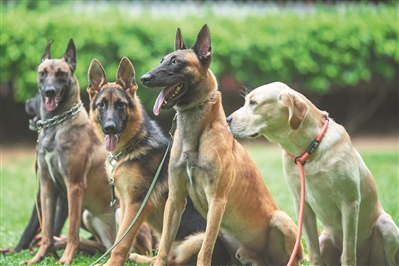 即將“畢業(yè)”的幾只狗學(xué)員站成一排拍照留念。