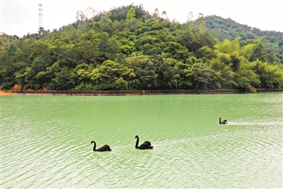 增城白江湖森林公園，黑天鵝暢游
