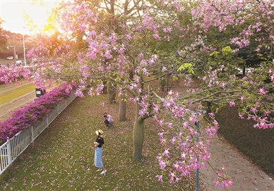 有軌電車兩旁，異木棉和簕杜鵑同時盛放，引來市民拍照。
