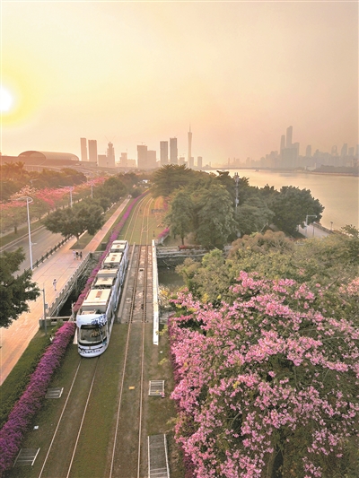 有軌電車兩旁，異木棉和簕杜鵑同時盛放，引來市民拍照。1