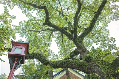 中山紀(jì)念堂，朱紅色的仿古燈和綠樹相互映襯，帶出悠遠(yuǎn)的歷史感。