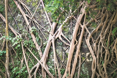 越秀山的明城墻，榕樹盤根錯(cuò)節(jié)，講述著光陰的故事。1