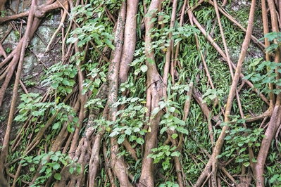 越秀山的明城墻，榕樹盤根錯(cuò)節(jié)，講述著光陰的故事。