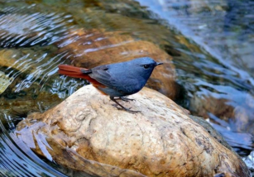 廣州用“繡花功夫”治水  提升城市精細化管理水平620.png