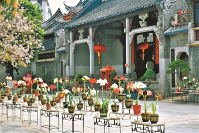 百種朱頂紅爭艷百年名園