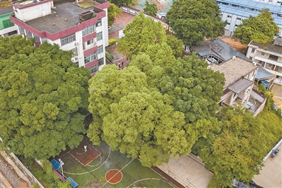 千年孖生樹 守候和諧村