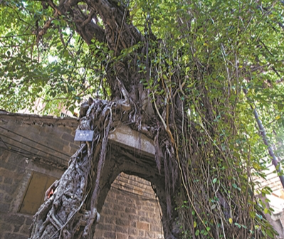 七百年古樹敞開神秘龍門