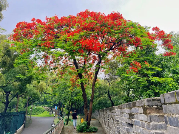 待到鳳凰爛漫時！來越秀公園赴一場鳳凰花之約！