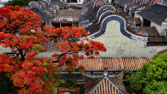 廣州白云：鳳凰花開，驚艷初夏