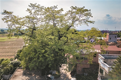 木棉枝繁葉茂 村民日子紅火