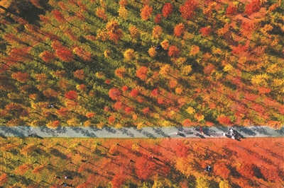 廣州天河濕地公園，整片的落羽杉葉子由金黃慢慢變成橘紅，絢爛得像一幅油畫，呈現出一年中最美的景觀。