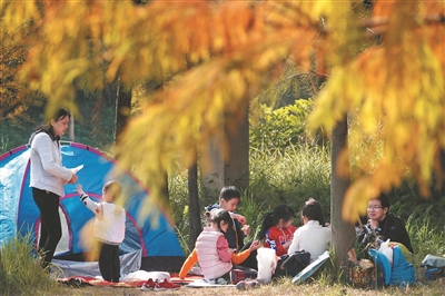 年輕人在金黃色的落羽杉下打卡拍照。