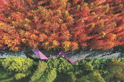 落羽杉與綠植“涇渭分明”，對比強烈。