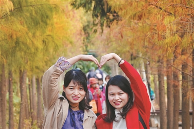 年輕人在金黃色的落羽杉下打卡拍照。