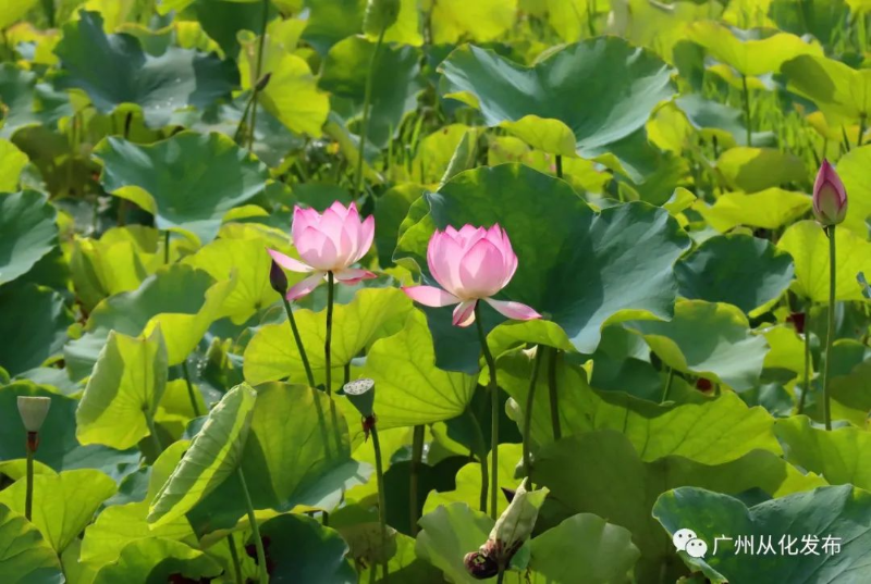 從化夏日荷花大賞！