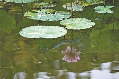 夏日賞荷正當(dāng)時(shí) 廣州多地荷花進(jìn)入最佳觀賞期