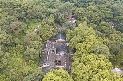 千年古荔 一樹佳果兩種味