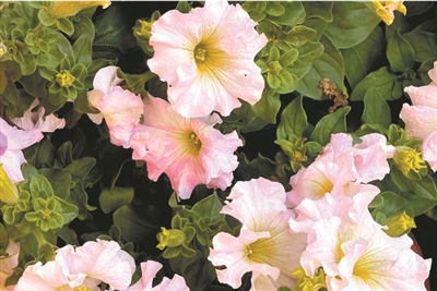 這些新品種 你認(rèn)識(shí)幾種