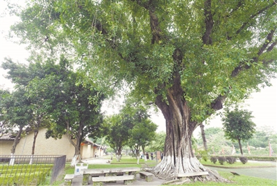 百年古樹 見證故居變遷