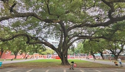 百歲古榕沐書香