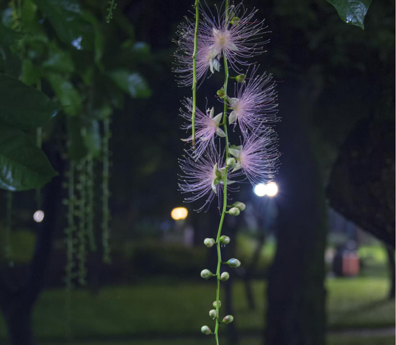 珠江公園奇花玉蕊：馨香如詩(shī) 繁華似夢(mèng)