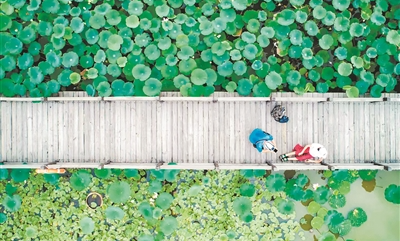 盛夏又聞蓮花香 千年秀色映羊城