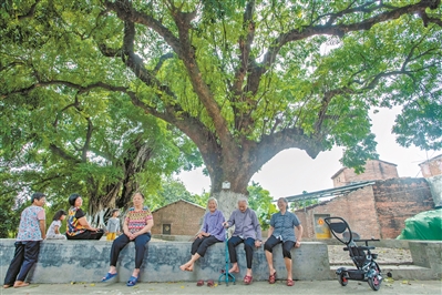 仙塘有古樹老少同乘涼