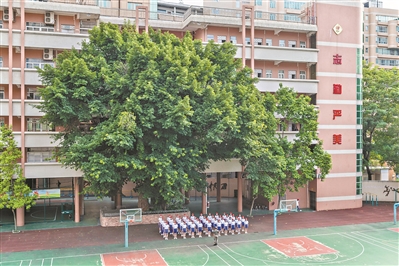 操場邊 大葉榕 莘莘學子享青春