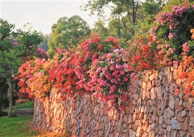 三季開(kāi)花、四季常綠 廣州簕杜鵑天橋應(yīng)用水平全國(guó)領(lǐng)先