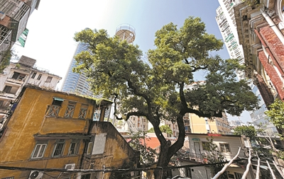 昔日地標傍珠江 百年波樓隱古樟