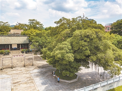 南海神廟前 有棵百年樹