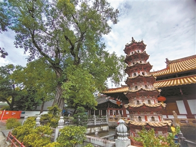 百年菩提樹 常伴光孝寺