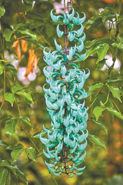 華南植物園溫室內(nèi)的翡翠葛，形似展翅禾雀，色如稀有綠松石。