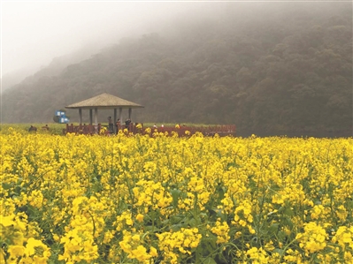  石門三月油菜花海
