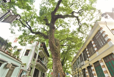 與樹共老 志氣不倒