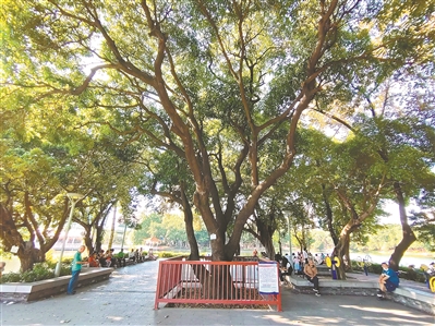 百年扁桃見證友誼佳話