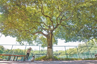 冠蓋遮風(fēng)雨 果香飄百年