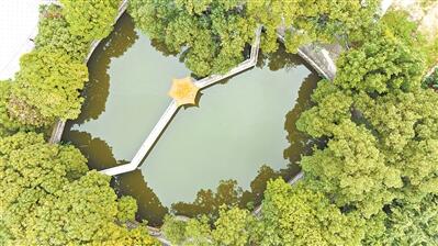 百億項目為百年古樟改道