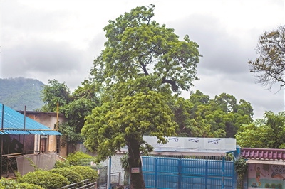 古村小學(xué) 古樹成蔭