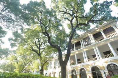 百年香樟 見證親恩