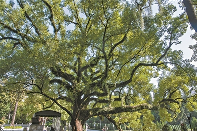 百年古樹見證紅色歷史