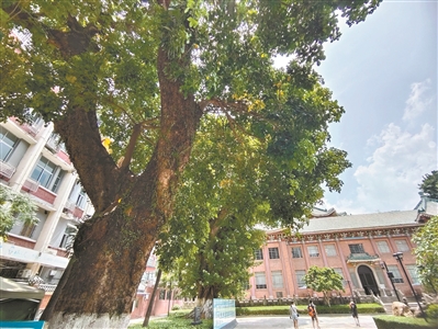 書香飄飄 古樹翩翩