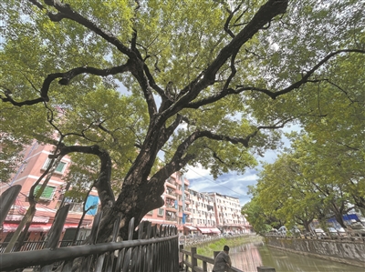 涌邊古樟 守護村民