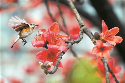 木棉花開滿城紅 濃須大面好英雄