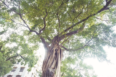 百年埗頭 古樹相伴