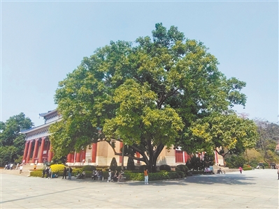 白蘭花開 香留人間