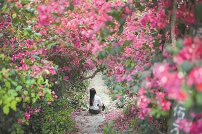 數十萬株開花喬木在城市各處燦爛綻放 形成賞花點百余個 數不盡的賞花愛花之人紛至沓來
