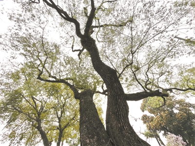 碼頭古樹 郁郁蔥蔥